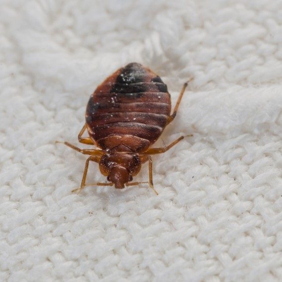 Bed Bugs, Pest Control in Stockley Park, UB11. Call Now! 020 8166 9746