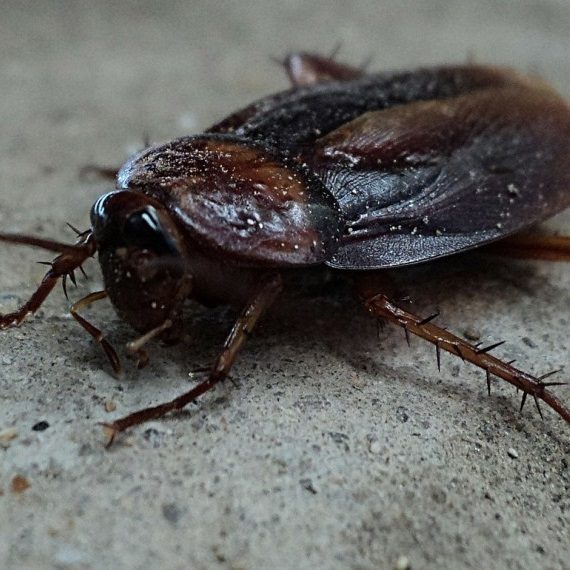 Cockroaches, Pest Control in Stockley Park, UB11. Call Now! 020 8166 9746