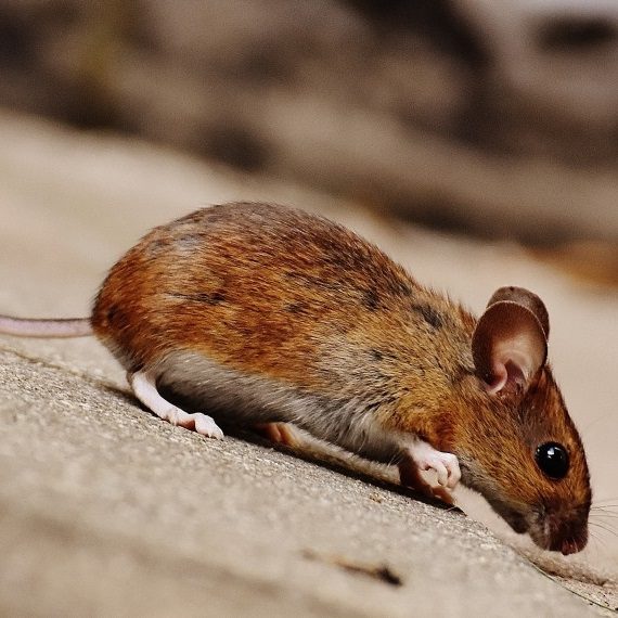 Mice, Pest Control in Stockley Park, UB11. Call Now! 020 8166 9746