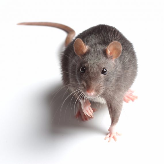 Rats, Pest Control in Stockley Park, UB11. Call Now! 020 8166 9746