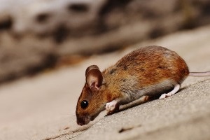 Mice Exterminator, Pest Control in Stockley Park, UB11. Call Now 020 8166 9746