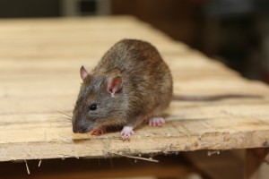 Rodent Control, Pest Control in Stockley Park, UB11. Call Now 020 8166 9746
