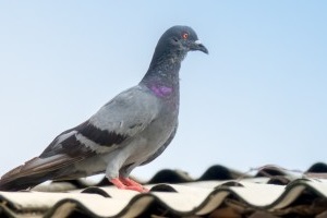 Pigeon Control, Pest Control in Stockley Park, UB11. Call Now 020 8166 9746