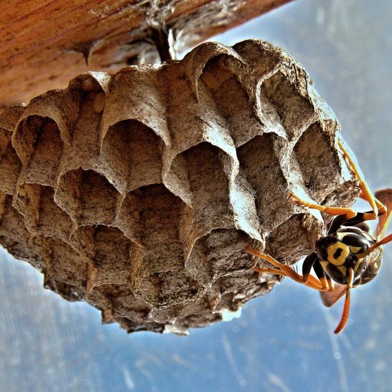 Wasps Nest, Pest Control in Stockley Park, UB11. Call Now! 020 8166 9746