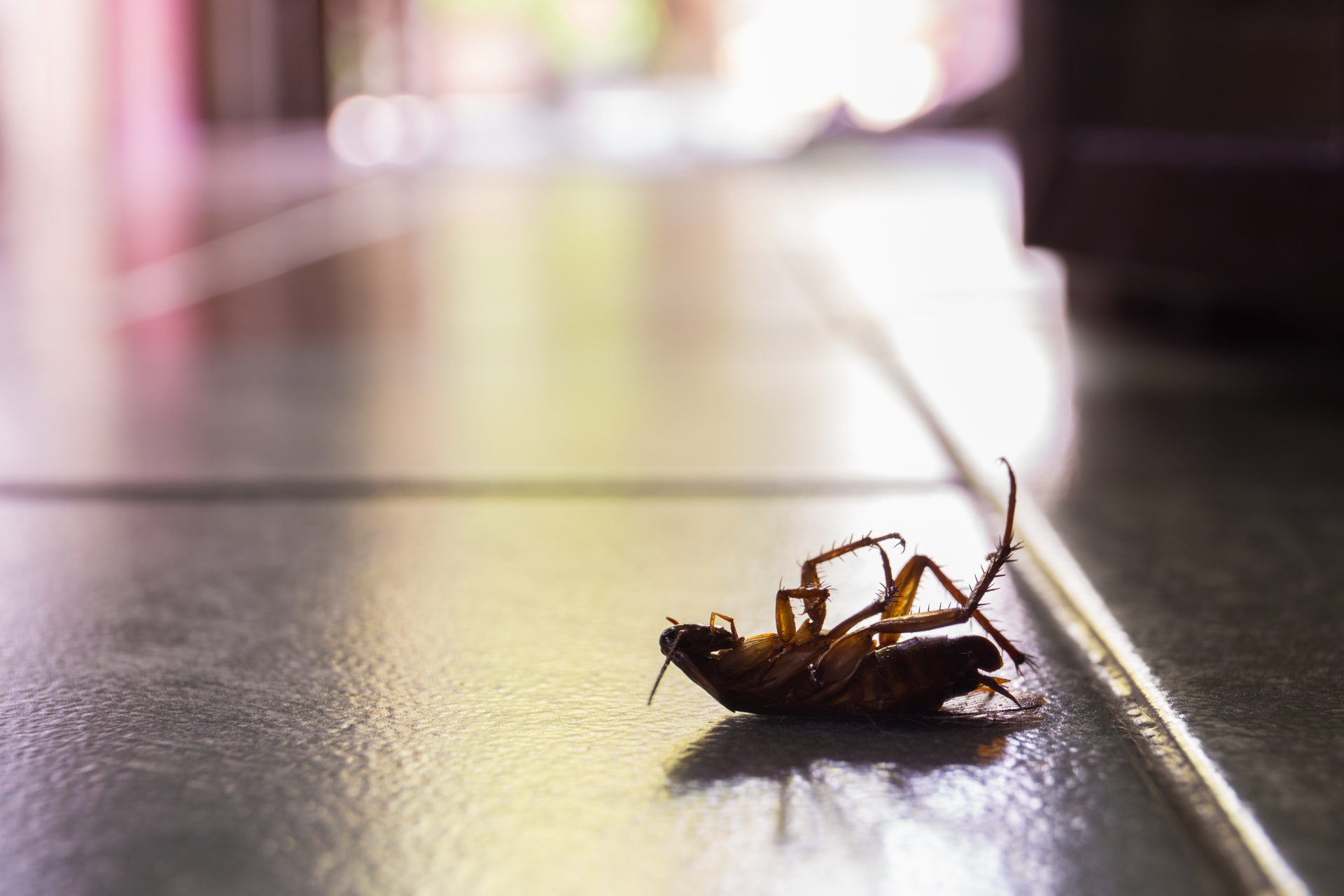 Cockroach Control, Pest Control in Stockley Park, UB11. Call Now 020 8166 9746