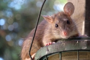 Rat Infestation, Pest Control in Stockley Park, UB11. Call Now 020 8166 9746