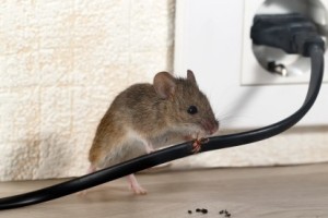 Mice Control, Pest Control in Stockley Park, UB11. Call Now 020 8166 9746
